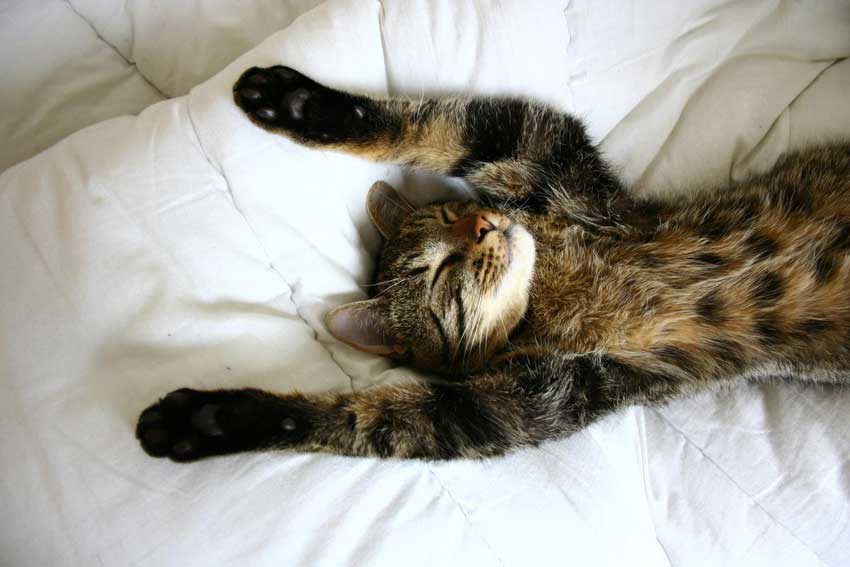 lazy loading