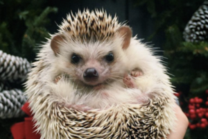 animali famosi su instagram