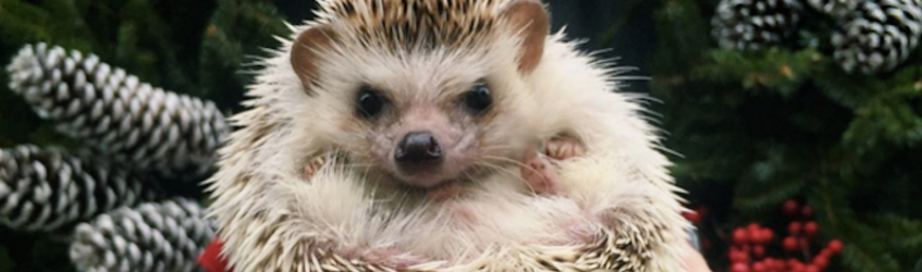 animali famosi su instagram