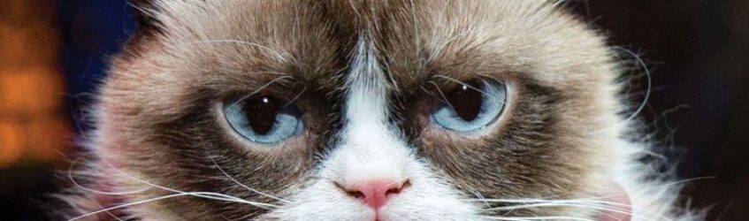 grumpy_cat