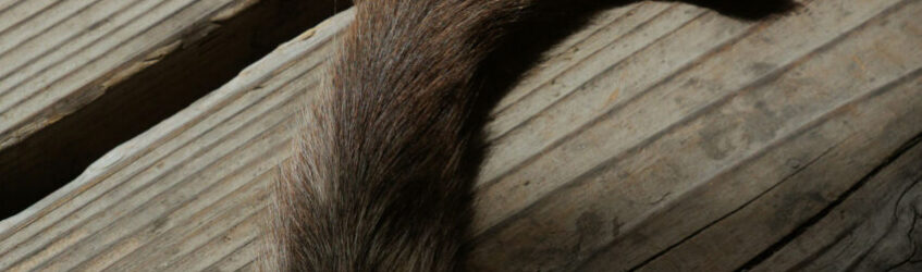 long tail