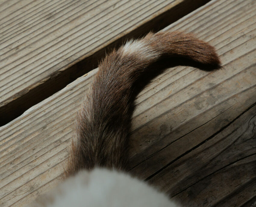 long tail